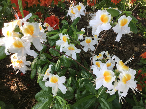 49208B18 A2E9 48E1 B995 1A45E8371468.jpg