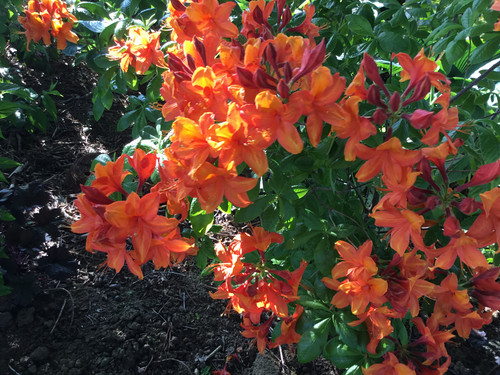 C9488680 D1B2 43E1 A8F1 FE8F15FA8713.jpg