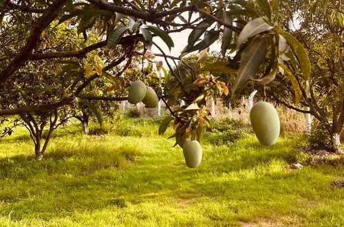 WhatsApp Image 2023 05 23 at 11.49.27.jpg