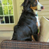 PXL 20230521 120351314 exported stabilized 1684670661508.gif