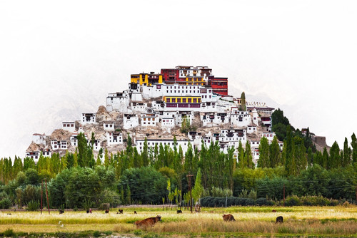Thikse Monastery.jpg
