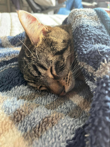 Screenshot 2023 05 17 8.28.36 PM.png