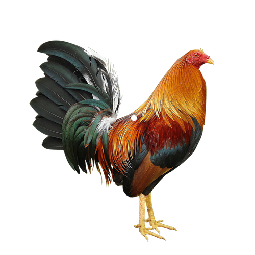 back (1).png