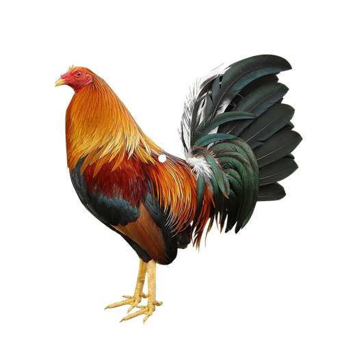 front (1).png