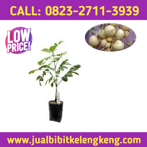 CUCI GUDANG ! CALL: 0823-2711-3939 Penjual Bibit Kelengkeng Matalada.jpg