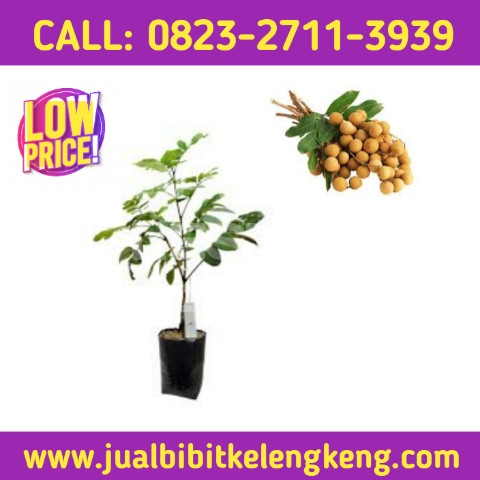 TEREKOMENDASI ! CALL: 0823-2711-3939 Penjual Bibit Kelengkeng Super.jpg