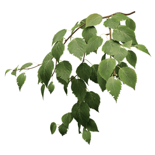 pngwing.com (43).png