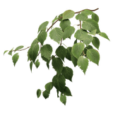 pngwing.com (43)
