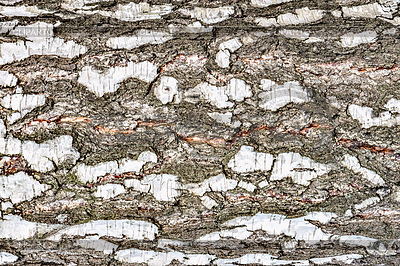 6446545 birch tree bark texture.jpg