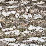 6446545 birch tree bark texture