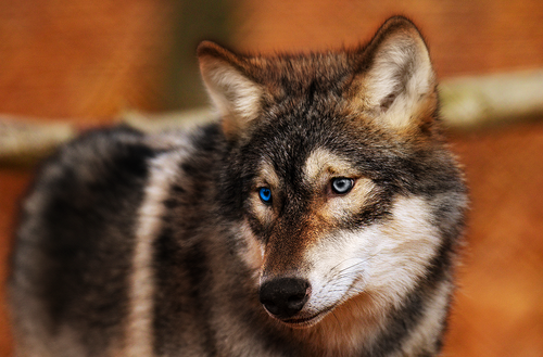 pup6m18olderdissenkati bjelle 08 20181130 1462810753.png