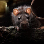 ratos podem se infectar com covid 19 150x150 21032023140313574.jpg