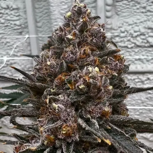 cheetah piss zawtz feminized seeds 1 jpeg.webp