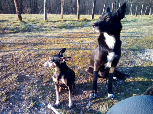 Cézar et Enzo.jpg