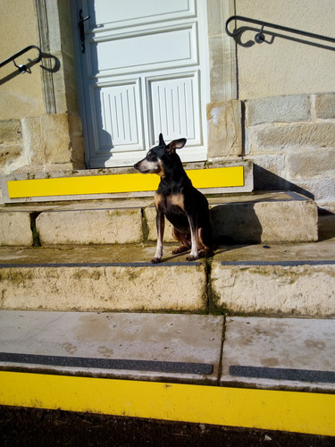 Enzo (2).jpg