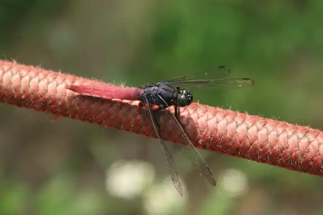 霜白蜻蜓紅色帶白的腹部極具辨示性
