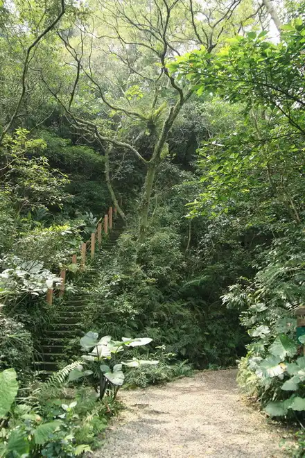 富陽自然生態公園就連廢棄階梯也充滿了秘境氛圍