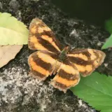 20080621 258 調整大小