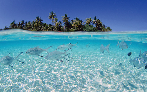 111 peces1.jpg