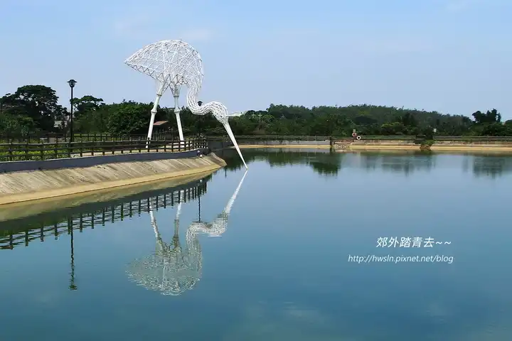 富岡三連坡巨型白鷺鷥，低頭喝水模樣很有fu