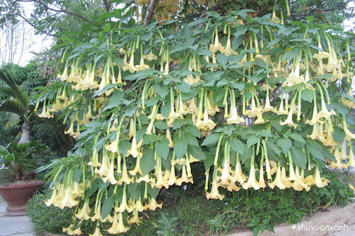 hoa loa ken da lat hoi tho cua quy.jpg