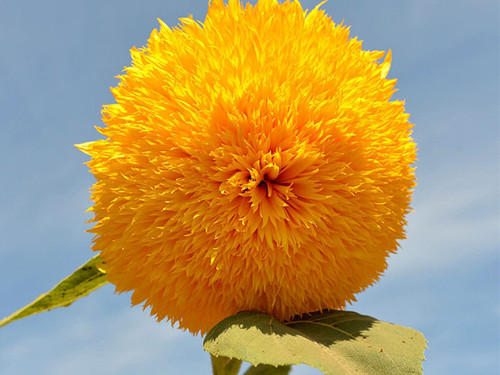 hoa huong duong 2.jpg