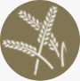 wheat.jpg