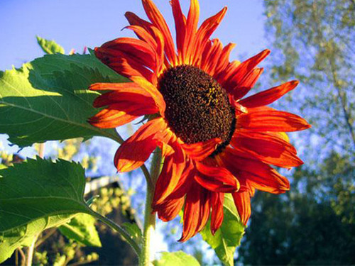 hoa huong duong 11.jpg