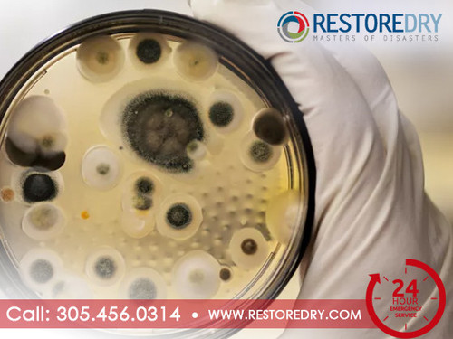 RestoreDry2 01072023.jpg