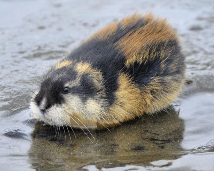 Loaf-shaped black-orange lemming sitting on shallow water surface