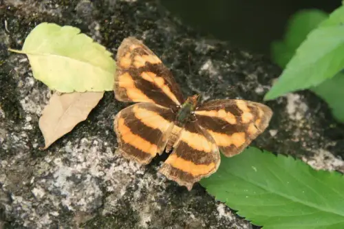 20080621 258 調整大小.webp