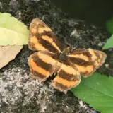 20080621 258 調整大小