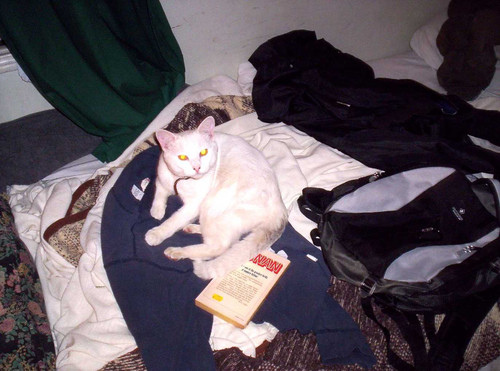 Catconan.jpg
