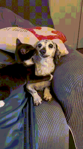 sobakot1.gif