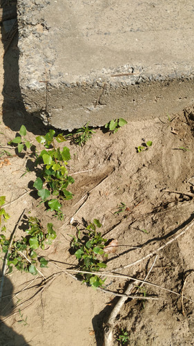 IMG 20230702 123602.jpg