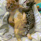 leolev.gif