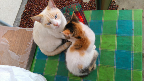 DSC 1484.jpg