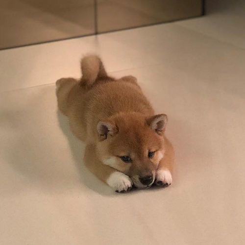 dog.png