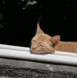 喵：重力只是资本主义的谎言.gif