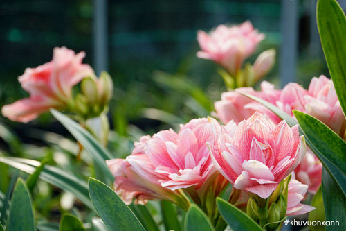 hoa loa ken lan hue tay canh kep.jpg