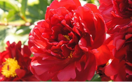 tat tan tat ve cac loai hoa mau don y nghia hoa mau don 202112012030443603.jpg