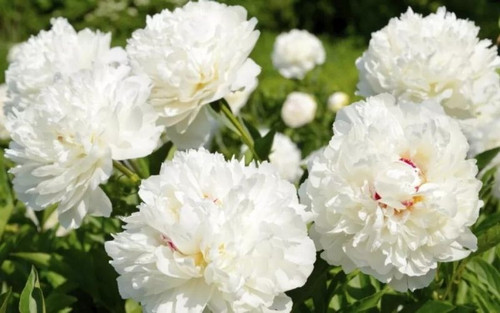 tat tan tat ve cac loai hoa mau don y nghia hoa mau don 202112012030254898.jpg