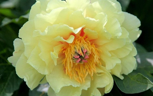 tat tan tat ve cac loai hoa mau don y nghia hoa mau don 202112012031231454.jpg