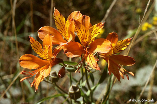 hoa loa ken peru.jpg