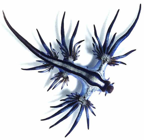 Glaucus atlanticus Taro taylor.jpg