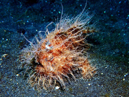 HairyFrogfish.jpg