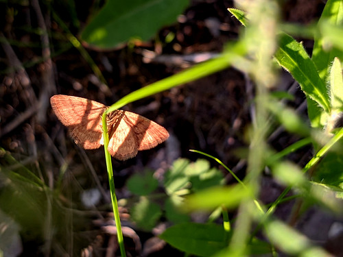 PXL 20230702 3.PORTRAIT.jpg