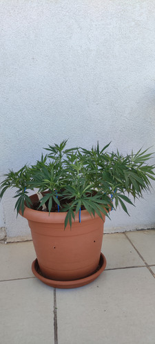 IMG 20230701 170706.jpg