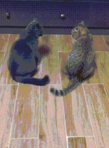 koti3.gif