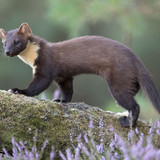 eyJidWNrZXQiOiJjb250ZW50Lmhzd3N0YXRpYy5jb20iLCJrZXkiOiJnaWZcL3BpbmUtbWFydGVuLmpwZyIsImVkaXRzIjp7InJl